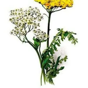 A. Clipeolata Achillea Lingulata Var Buglossis by H.G. Moon - Art Print