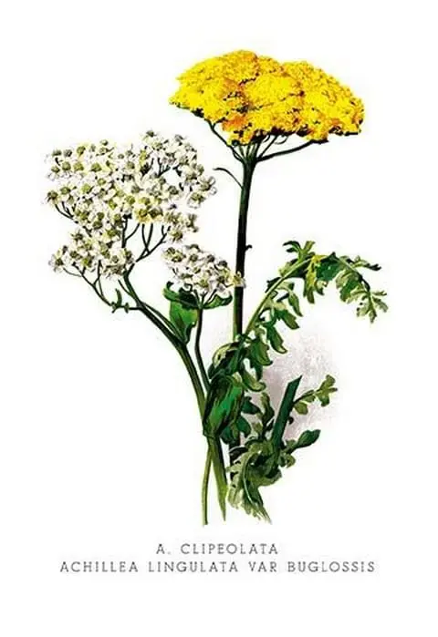 A. Clipeolata Achillea Lingulata Var Buglossis by H.G. Moon - Art Print