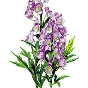 Aconitum Fischeri by H.G. Moon - Art Print