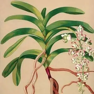 Aerides Quinquevulnera by H.G. Moon #2 - Art Print