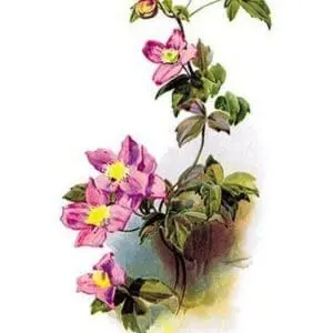 Clematis Montana Rubens by H.G. Moon - Art Print