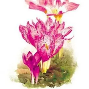 Colchicum Giganteum: C. Sibthorpii C. Bivonoe Superbum by H.G. Moon - Art Print