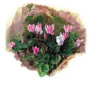 Cyclamen Libanoticum by H.G. Moon - Art Print