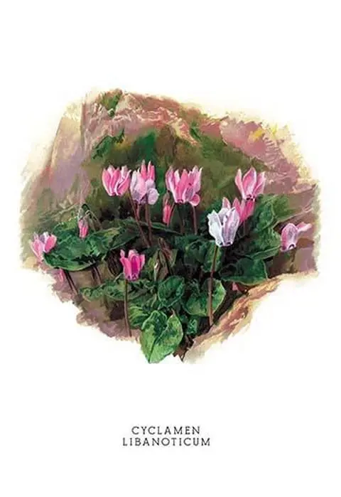 Cyclamen Libanoticum by H.G. Moon - Art Print