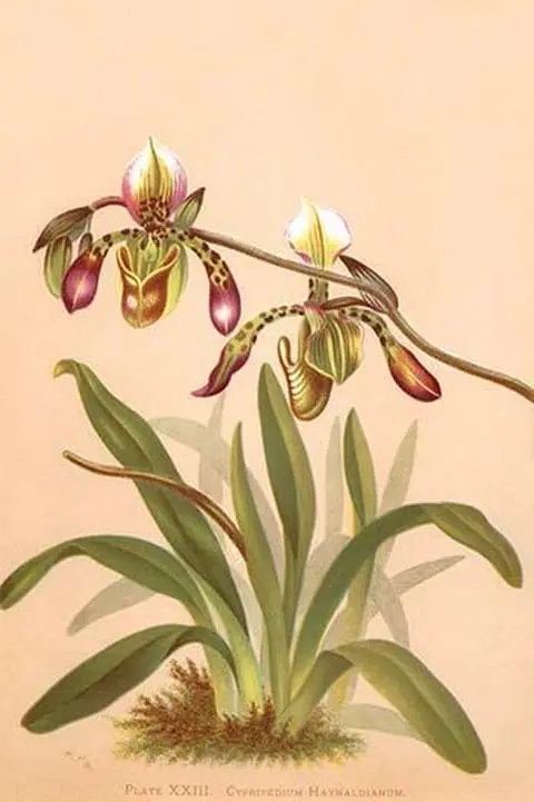 Cypripedium Haynaldianum; Paphiopedilium by H.G. Moon - Art Print