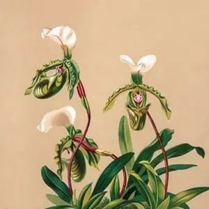 Cypripedium Spicerianum; East Indian Lady Slipper by H.G. Moon - Art Print