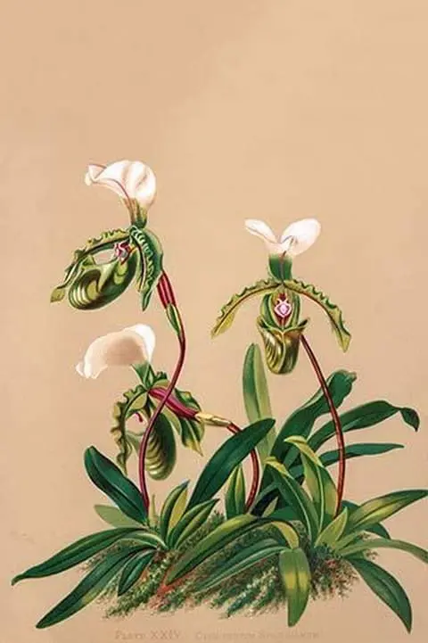 Cypripedium Spicerianum; East Indian Lady Slipper by H.G. Moon - Art Print