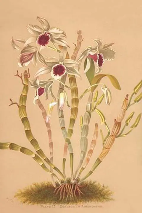 Dendrobium Ainsworth II by H.G. Moon - Art Print