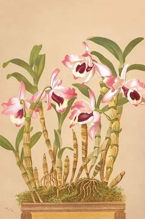 Dendrobium Nobile by H.G. Moon #2 - Art Print