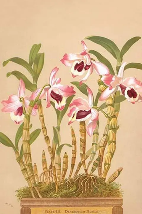 Dendrobium Nobile by H.G. Moon - Art Print