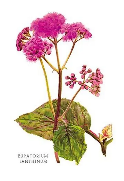 Eupatorium Ianthinum by H.G. Moon - Art Print