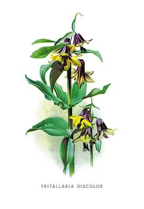 Fritallaria Discolor by H.G. Moon - Art Print