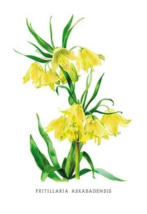 Fritillaria Askabadensis by H.G. Moon - Art Print