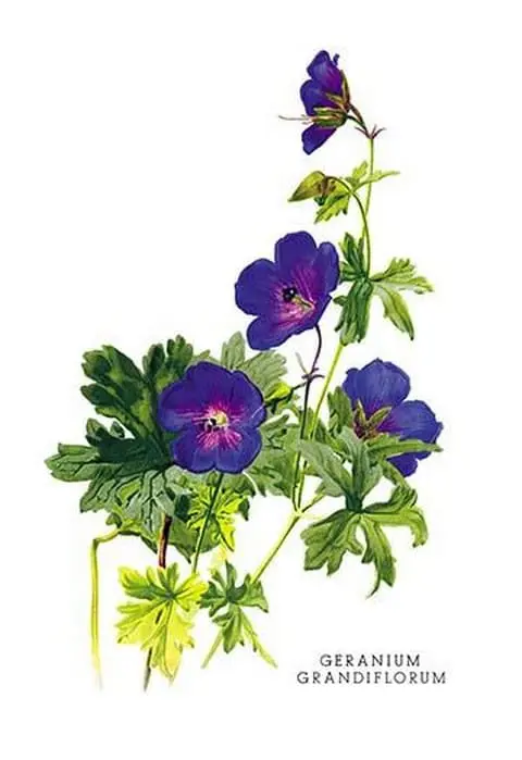 Geranium Grandiflorum by H.G. Moon - Art Print