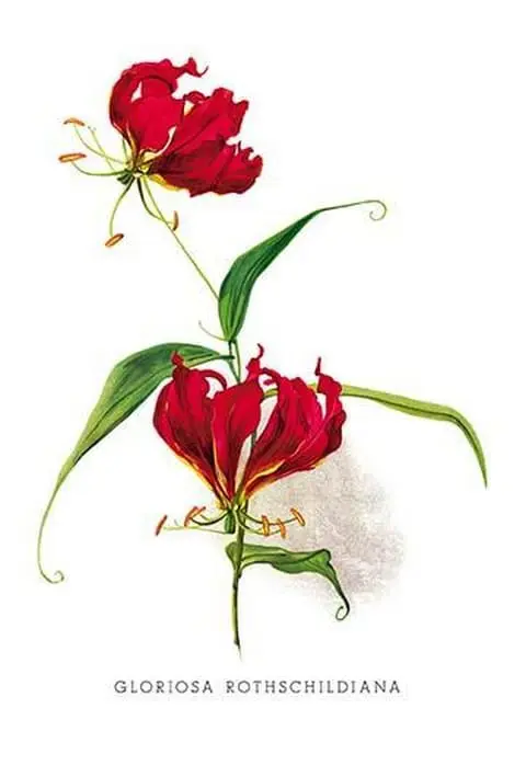 Gloriosa Rothschildiana by H.G. Moon - Art Print