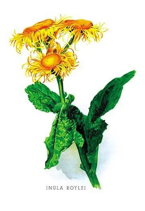 Inula Roylei by H.G. Moon - Art Print