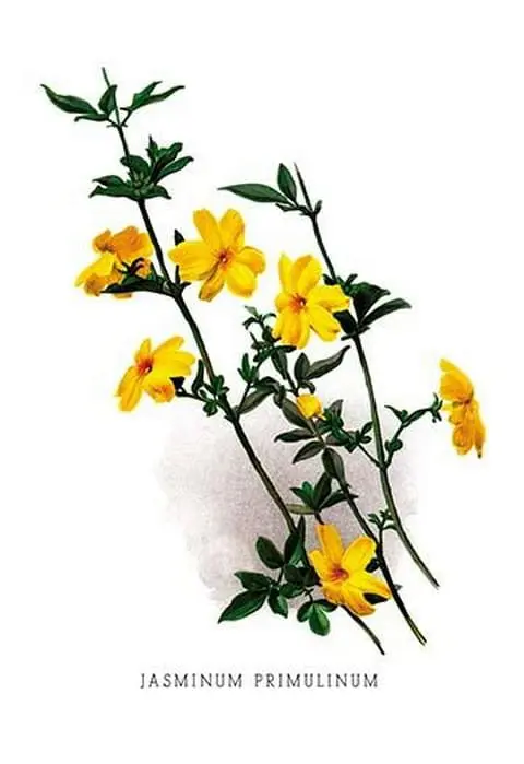 Jasminum Primulinum by H.G. Moon - Art Print