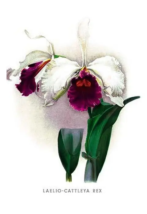 Laelio-Cattleya Rex by H.G. Moon - Art Print