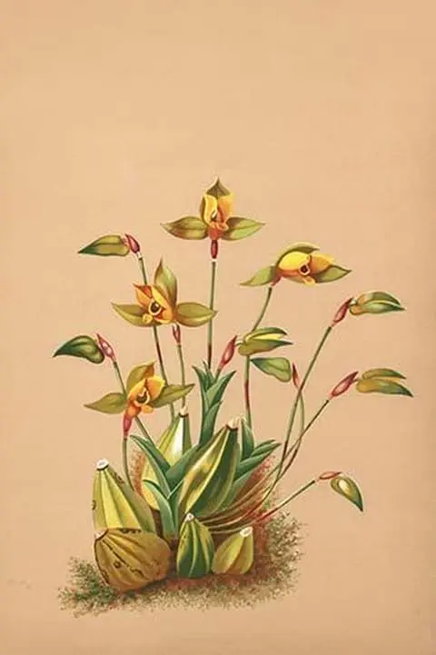 Lycaste Aromatica by H.G. Moon #2 - Art Print