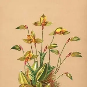 Lycaste Aromatica by H.G. Moon - Art Print