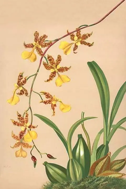 Oncidium Barker II by H.G. Moon #2 - Art Print