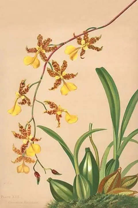 Oncidium Barker II by H.G. Moon - Art Print