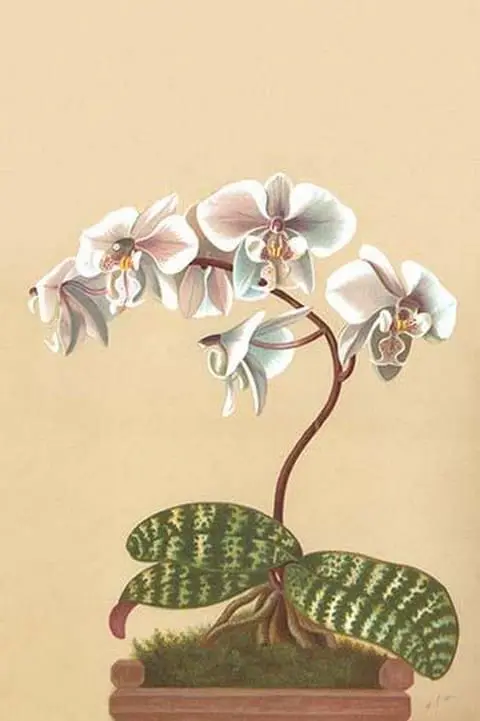 Phalenopsis Schilleriana by H.G. Moon #2 - Art Print