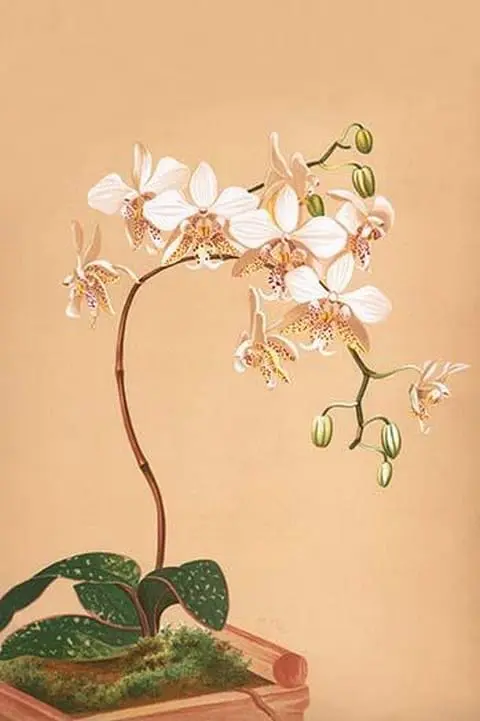 Phalenopsis Stuartiana; Philippine Orchid by H.G. Moon #2 - Art Print