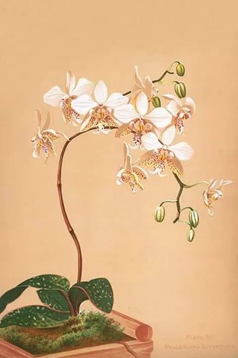 Phalenopsis Stuartiana; Philippine Orchid by Henry George Moon - Art Print