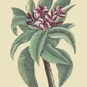 Plumeria by Mark Catesby #2 - Art Print