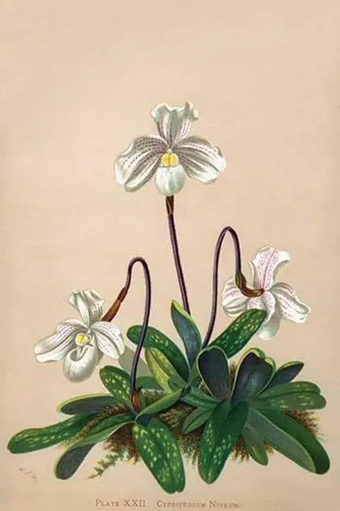 Thai Lady Slipper Orchid; Cypripedioidea by H.G. Moon - Art Print