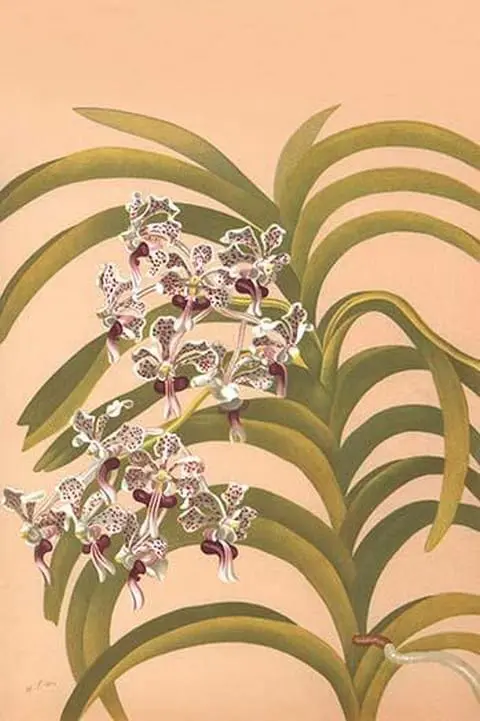 Vanda Suavis by H.G. Moon #2 - Art Print