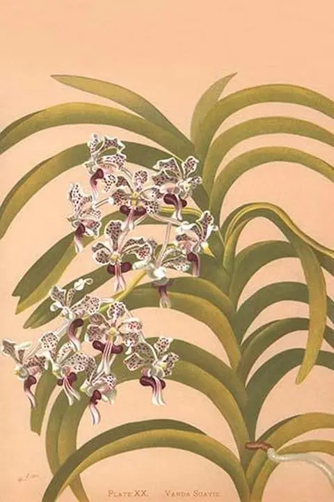 Vanda Suavis by Henry George Moon - Art Print