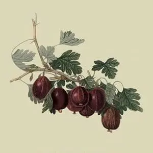 Wilmot's Early Red Gooseberry by William Hooker #2 - Art Print