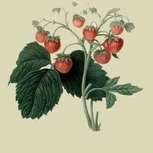 Wilmot's Late Scarlet Strawberry by William Hooker #2 - Art Print