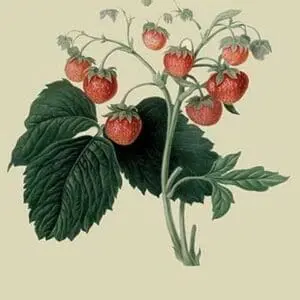 Wilmot's Late Scarlet Strawberry by William Hooker - Art Print