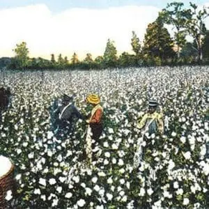 Workers in Cotton Field - Art Print