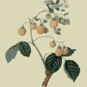 Yellow Antwerp Raspberry by William Hooker - Art Print