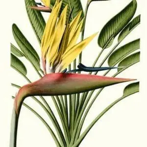 Yellow Bird of Paradise - Mandela's Gold by Louis Benoit Van Houtte - Art Print