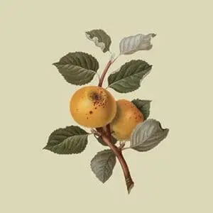 Yellow Ingestrie Pippin - Apple by William Hooker #2 - Art Print