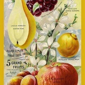 5 Grand Fruits - Art Print
