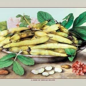 A Dish of Broad Beans by Giovanna Garzoni - Art Print