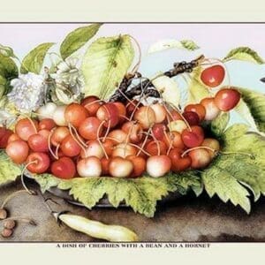 A Dish of Cherries With a Bean and a Hornet by Giovanna Garzoni - Art Print