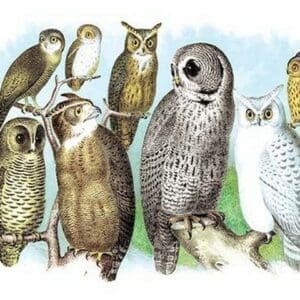 A Hoot of Owls by Theodore Jasper - Art Print