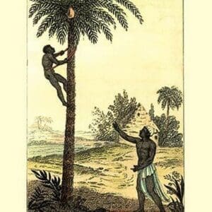 A Man Ascending a Palm Tree for Its Wine - Art Print