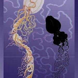 A Pair of Jellyfish by Ernst Haeckel - Art Print