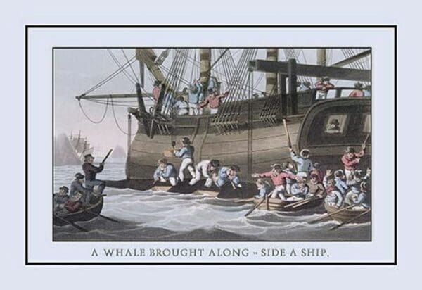 A Whale Brought Along-Side a Ship by J.H. Clark - Art Print