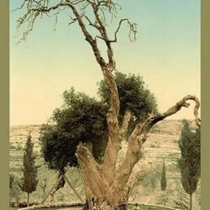 Abraham's Tree Mamreh on the West Bank by Detroit Photographic Company - Art Print