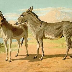 Abyssinian Male and Indian Onager Female by Samuel Sidney - Art Print