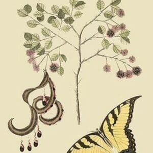 Acacia & Sulphur Butterfly by Mark Catesby #2 - Art Print
